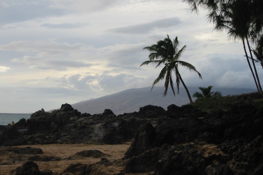 ../image/julie likes palm trees.jpg